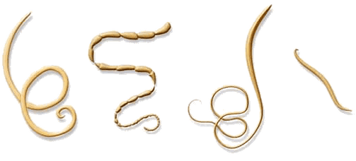 NEOflorax aitab kõigi teadaolevate helmintide vastu