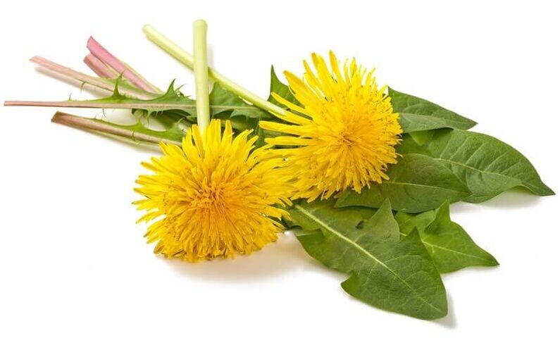 NEOflorax sisaldab võilille