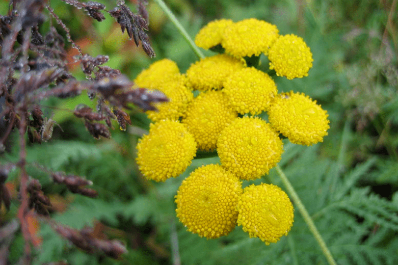 tansy usside eemaldamiseks